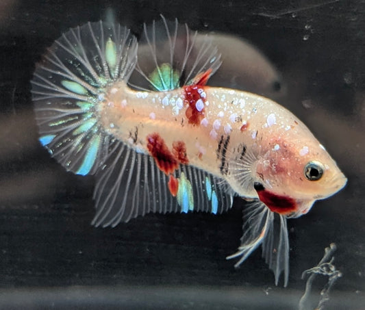 Cellophane/clear male betta plakat fish with sparse red scales