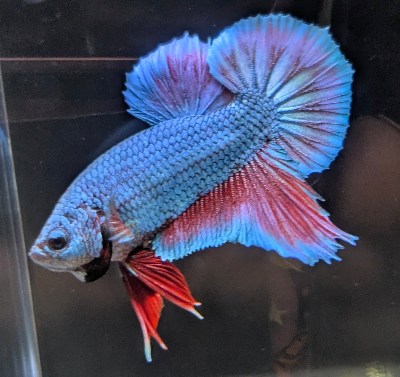 Blue male betta plakat fish