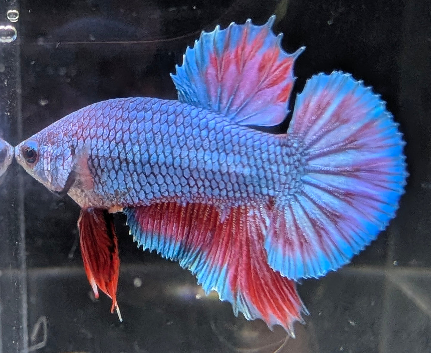 Blue male betta plakat fish