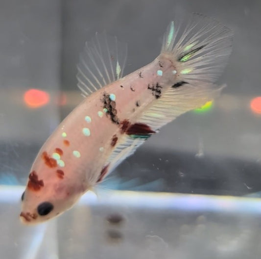 Cellophane/clear male betta plakat fish with some sparse black, red, and gold scales