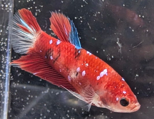 Red marbled male betta plakat fish