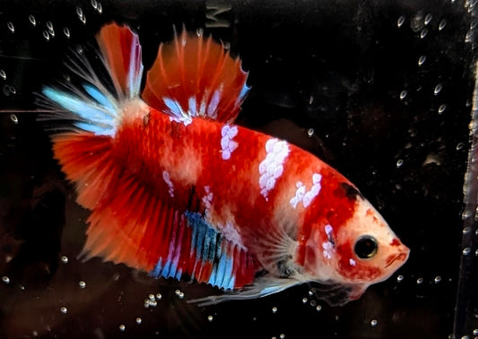 Red marbled male betta plakat fish