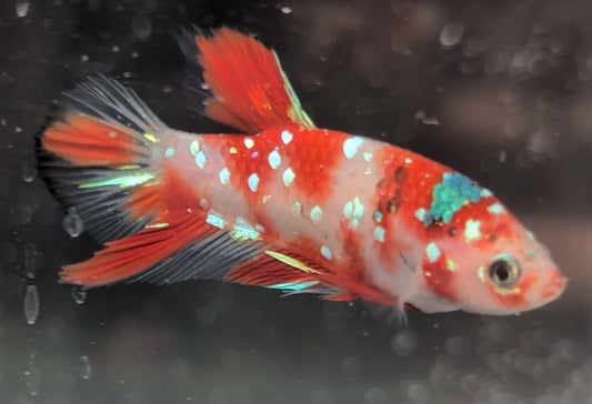 Red marbled male betta plakat fish