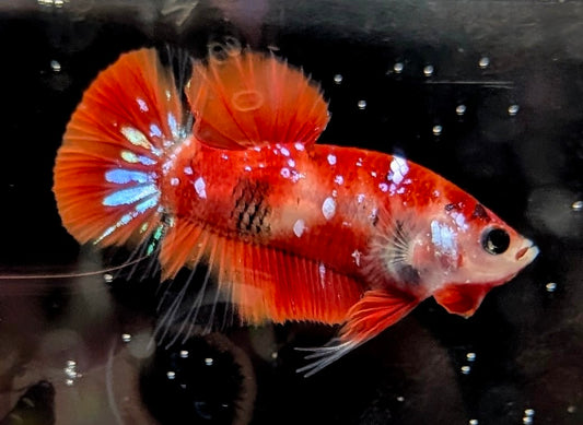 Red marbled male betta plakat fish