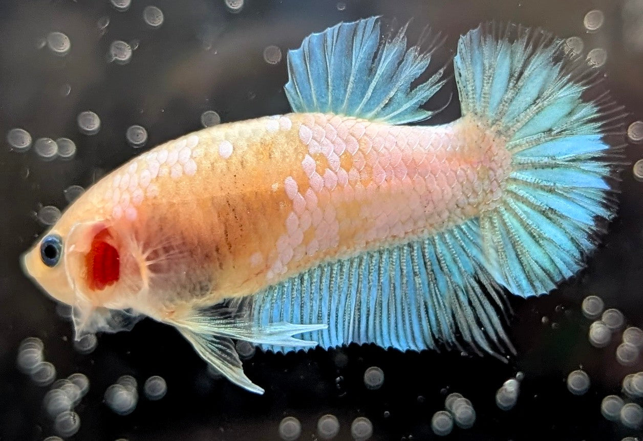 Cellophane/clear male betta plakat fish with iridescent blue fins