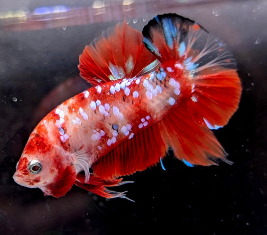 Red marbled male betta plakat fish