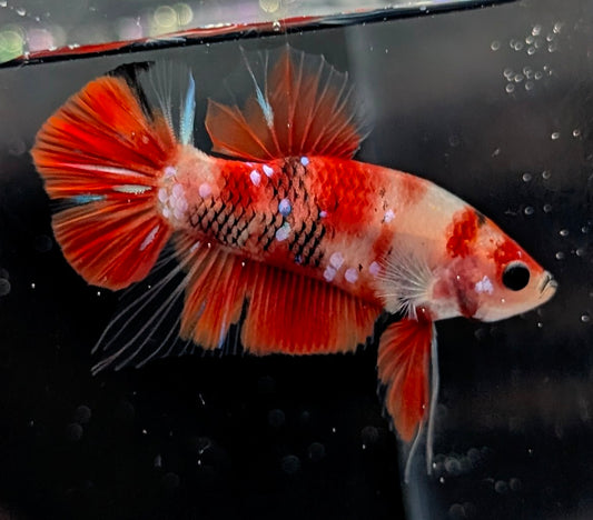 Red marbled male betta plakat fish