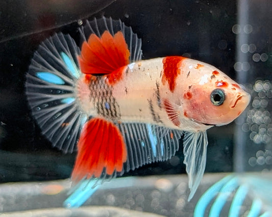 Red marbled male betta plakat fish