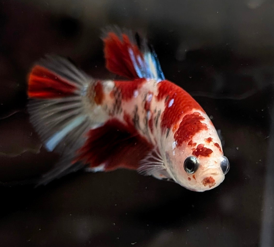 Red marbled male betta plakat fish