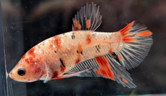 Cellophane/clear male betta plakat fish with sparse red scales