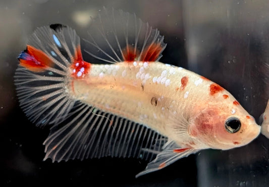 Cellophane/clear male betta plakat fish with sparse red scales