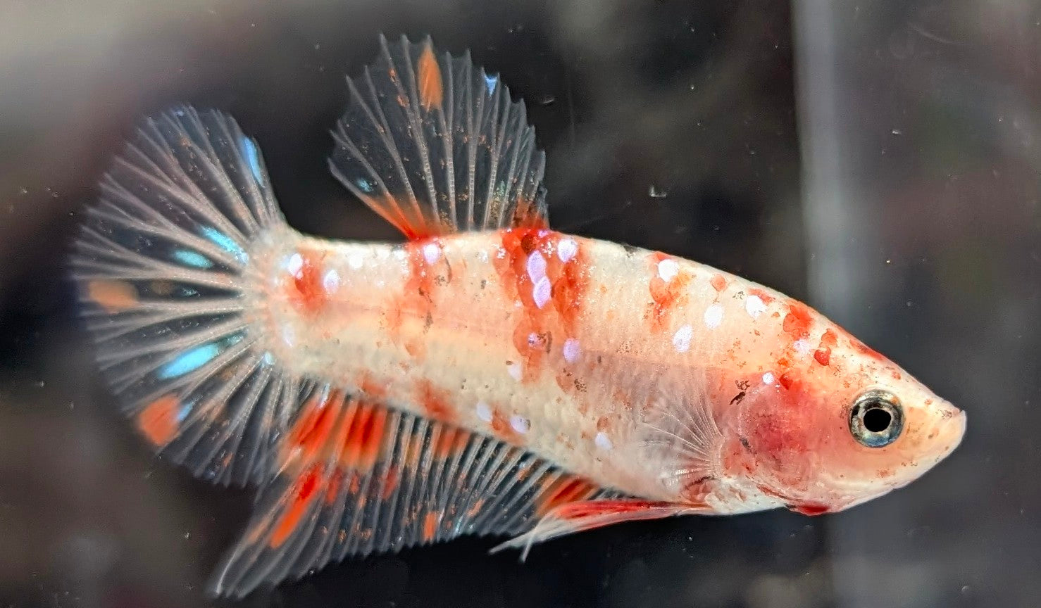 Cellophane/clear male betta plakat fish with sparse red scales