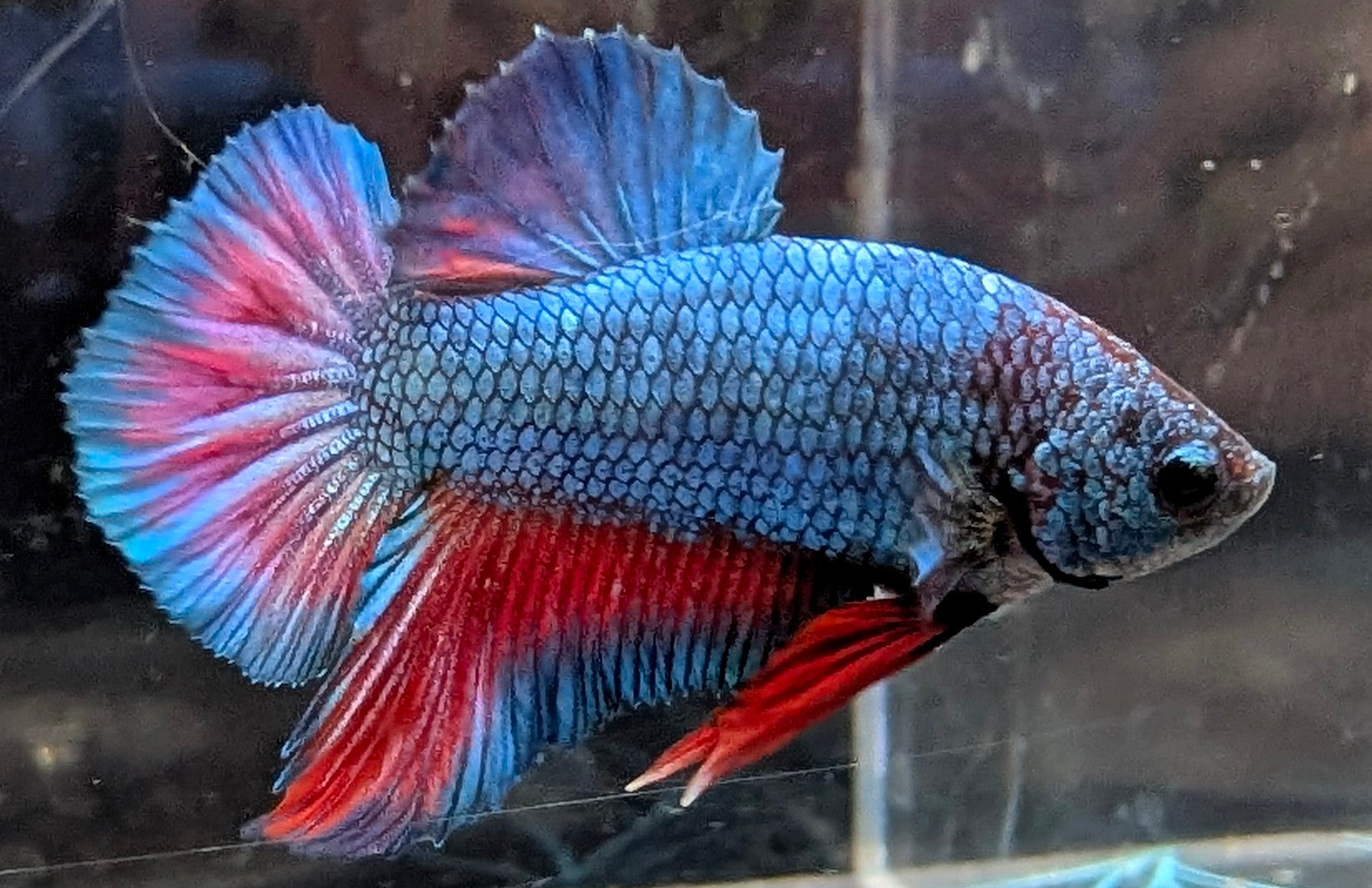 Blue male betta plakat fish