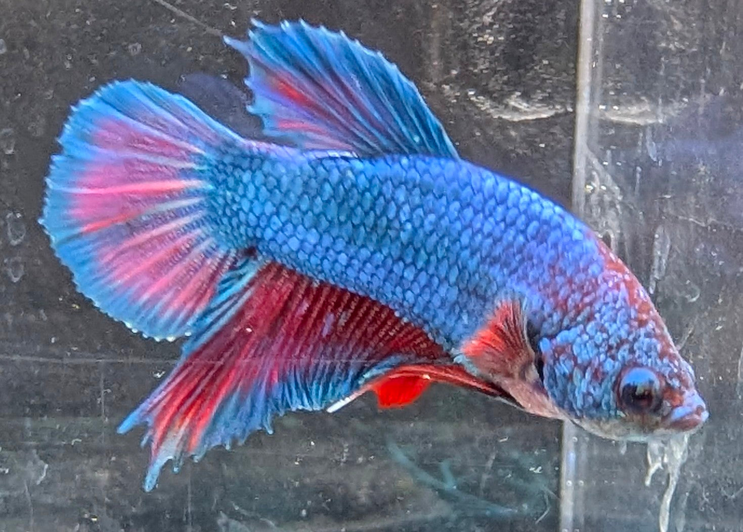 Blue male betta plakat fish