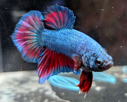 Blue male betta plakat fish