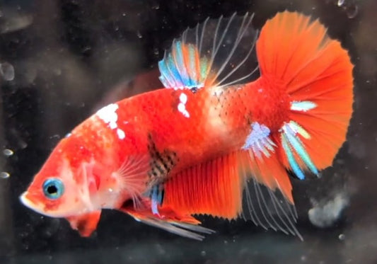 Red marbled male betta plakat fish