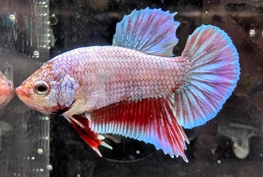 Pinkish purple male betta plakat fish