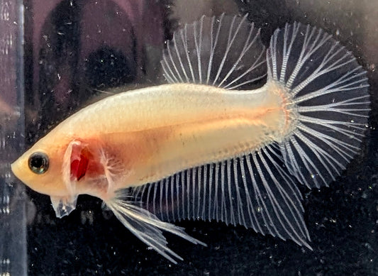 Cellophane/clear male betta plakat fish