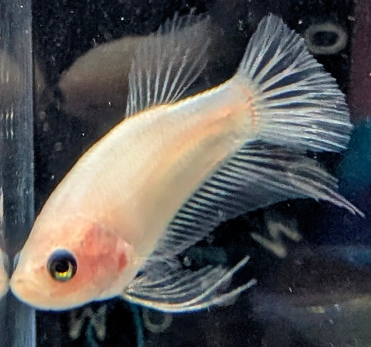 Cellophane/clear male betta plakat fish