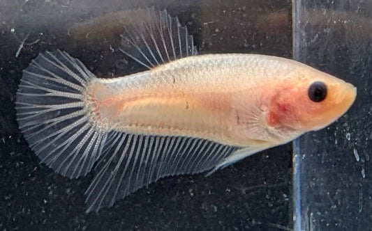 Cellophane/clear male betta plakat fish