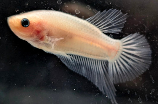 Cellophane/clear male betta plakat fish