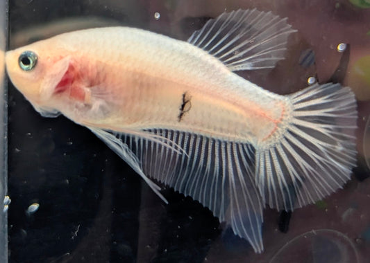 Cellophane/clear male betta plakat fish