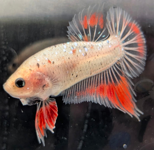 Cellophane/clear male betta plakat fish with red fins