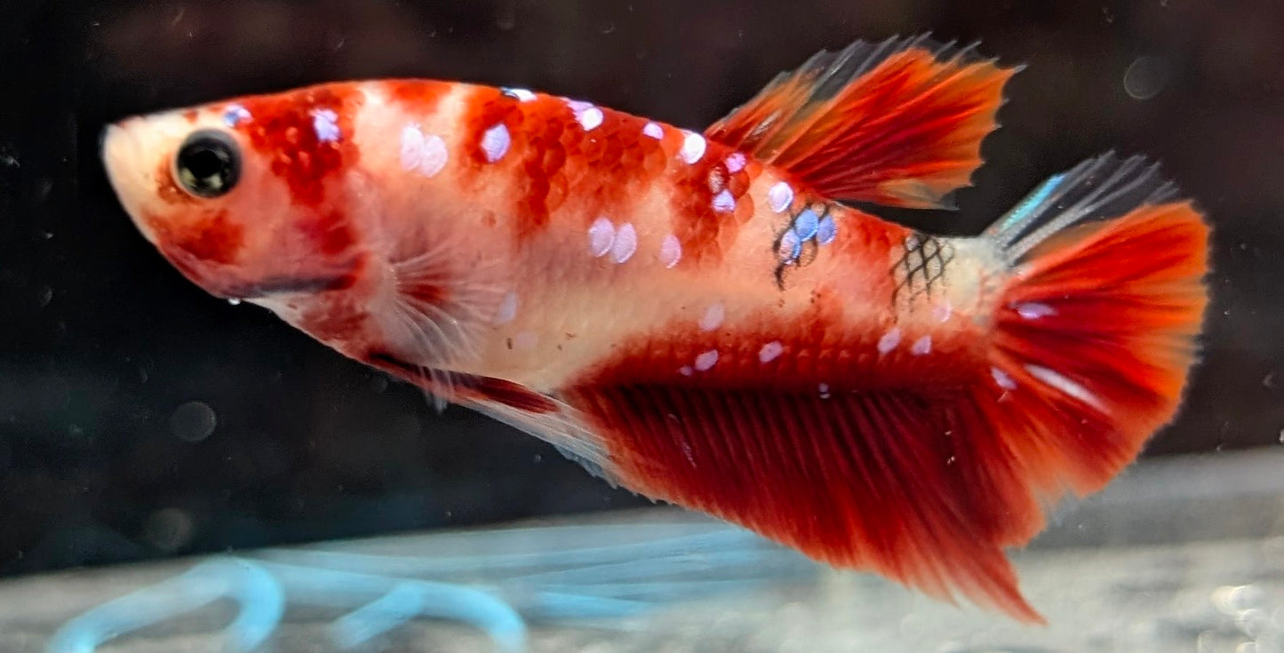 Red marbled male betta plakat fish