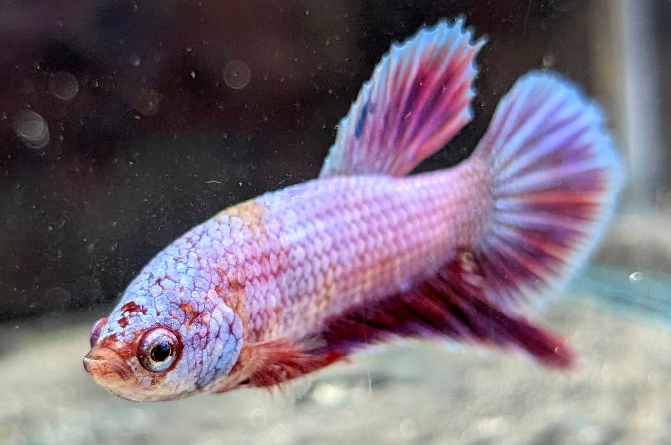 Pinkish purple male betta plakat fish