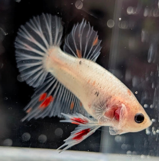 Cellophane/clear male betta plakat fish with red on his fins