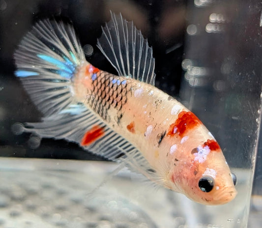 Red marbled male betta plakat fish with cellophane