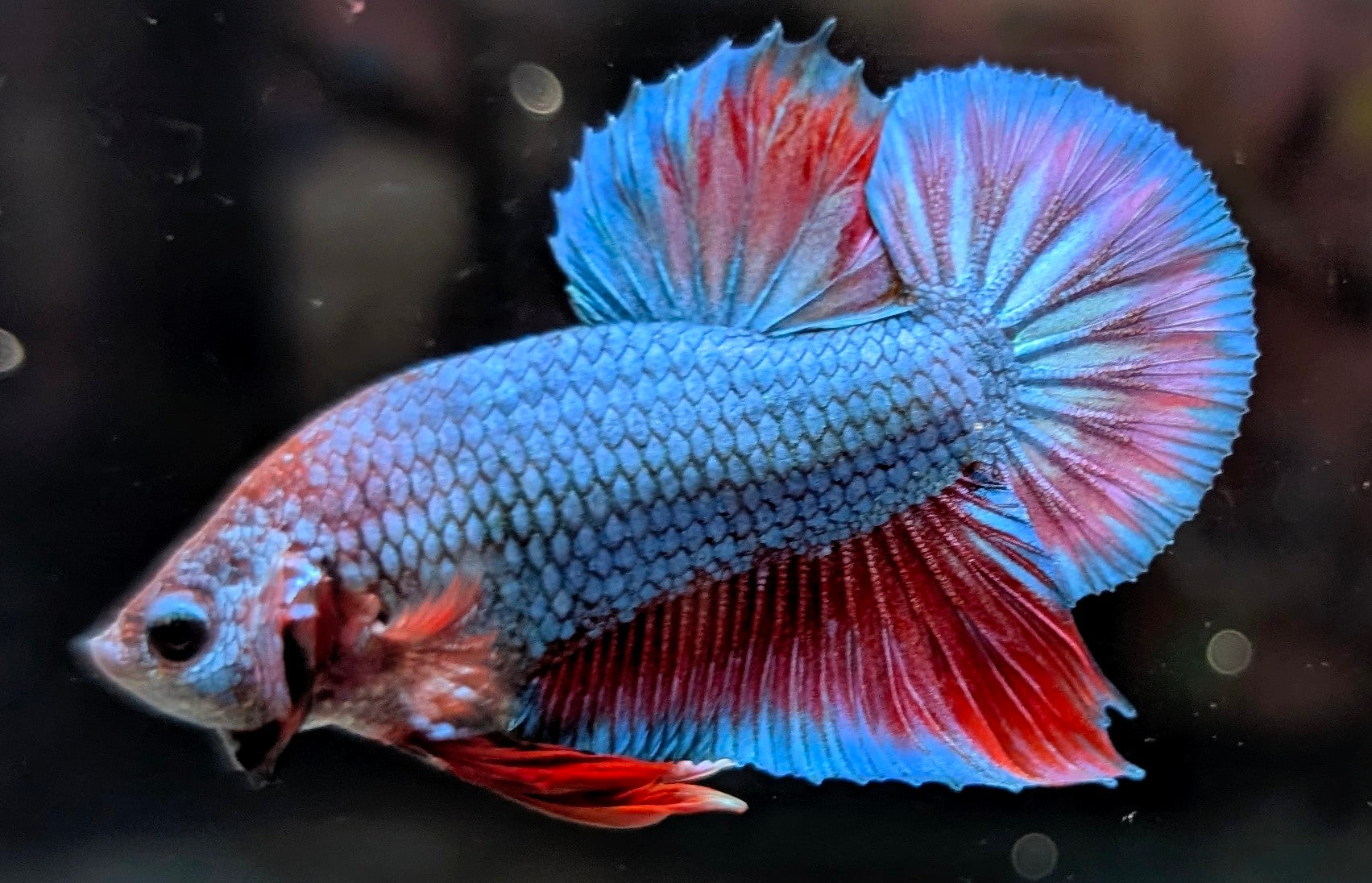 Blue male betta plakat fish