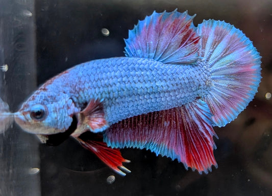 Blue male betta plakat fish