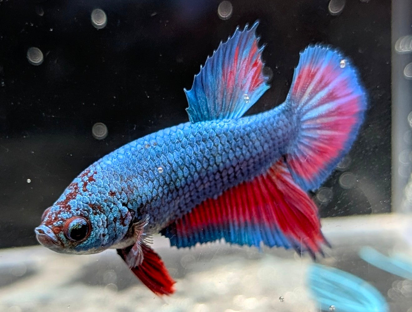 Blue male betta plakat fish