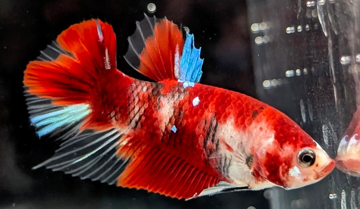 Red marbled male betta plakat fish