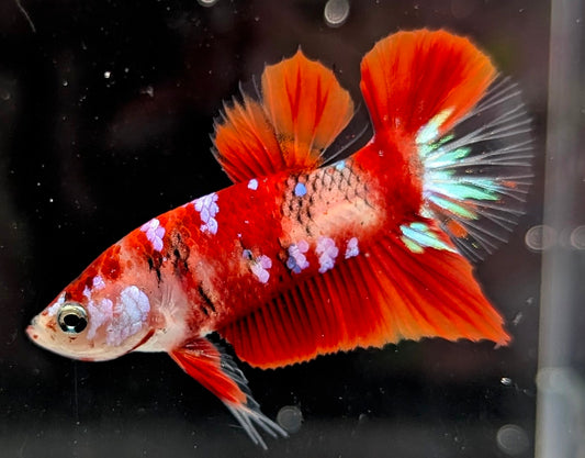 Red marbled male betta plakat fish