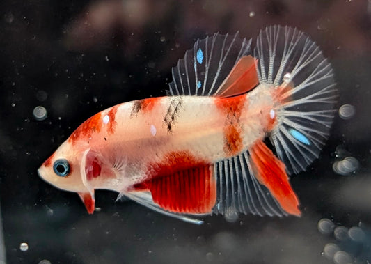 Red marbled male betta plakat fish