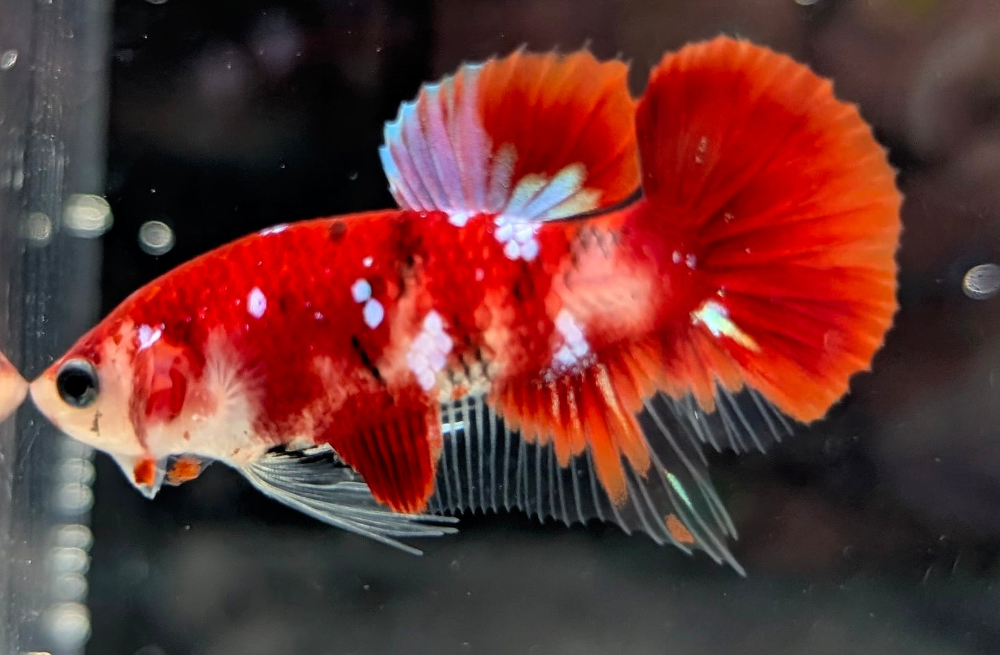 Red marbled male betta plakat fish