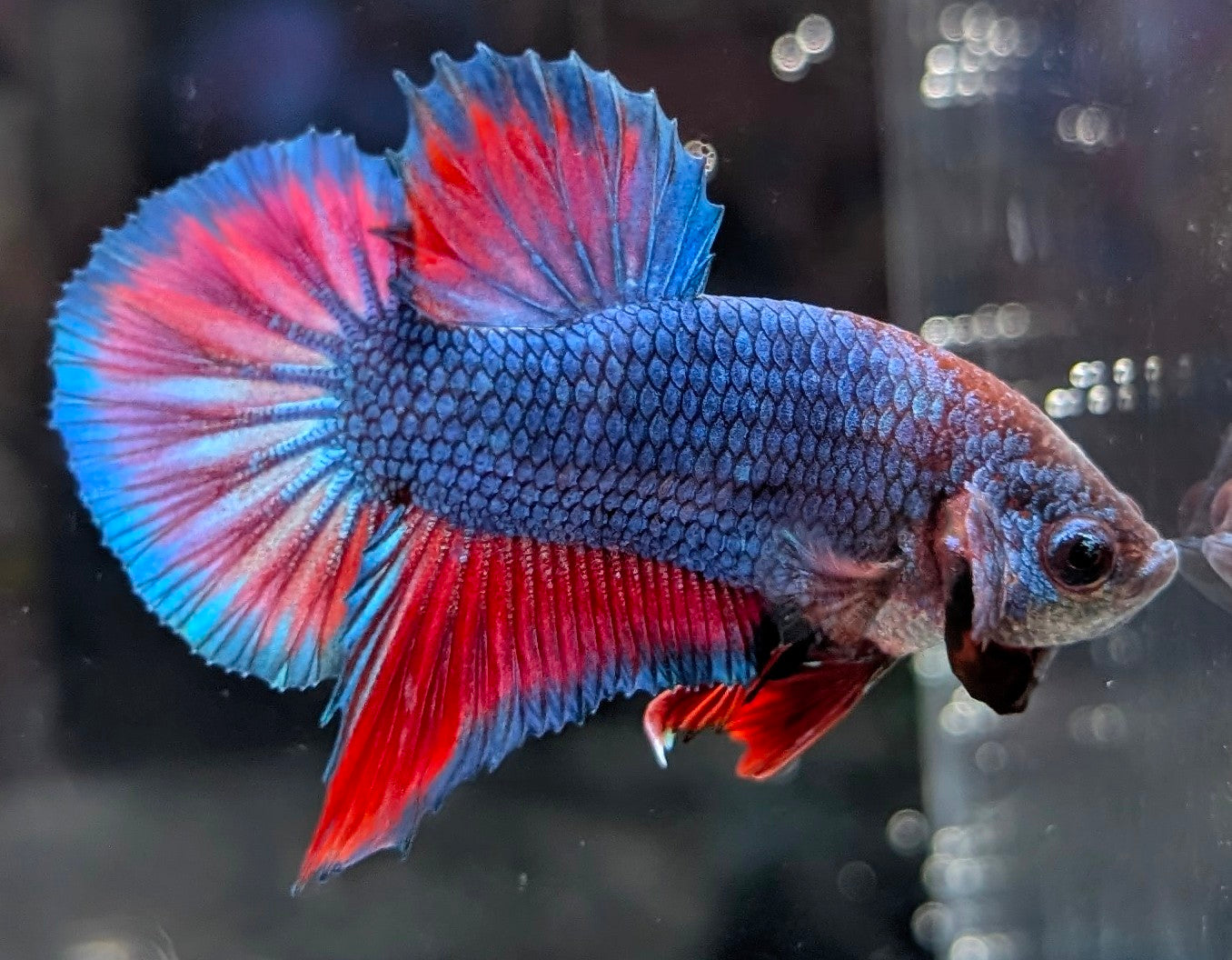 Blue male betta plakat fish