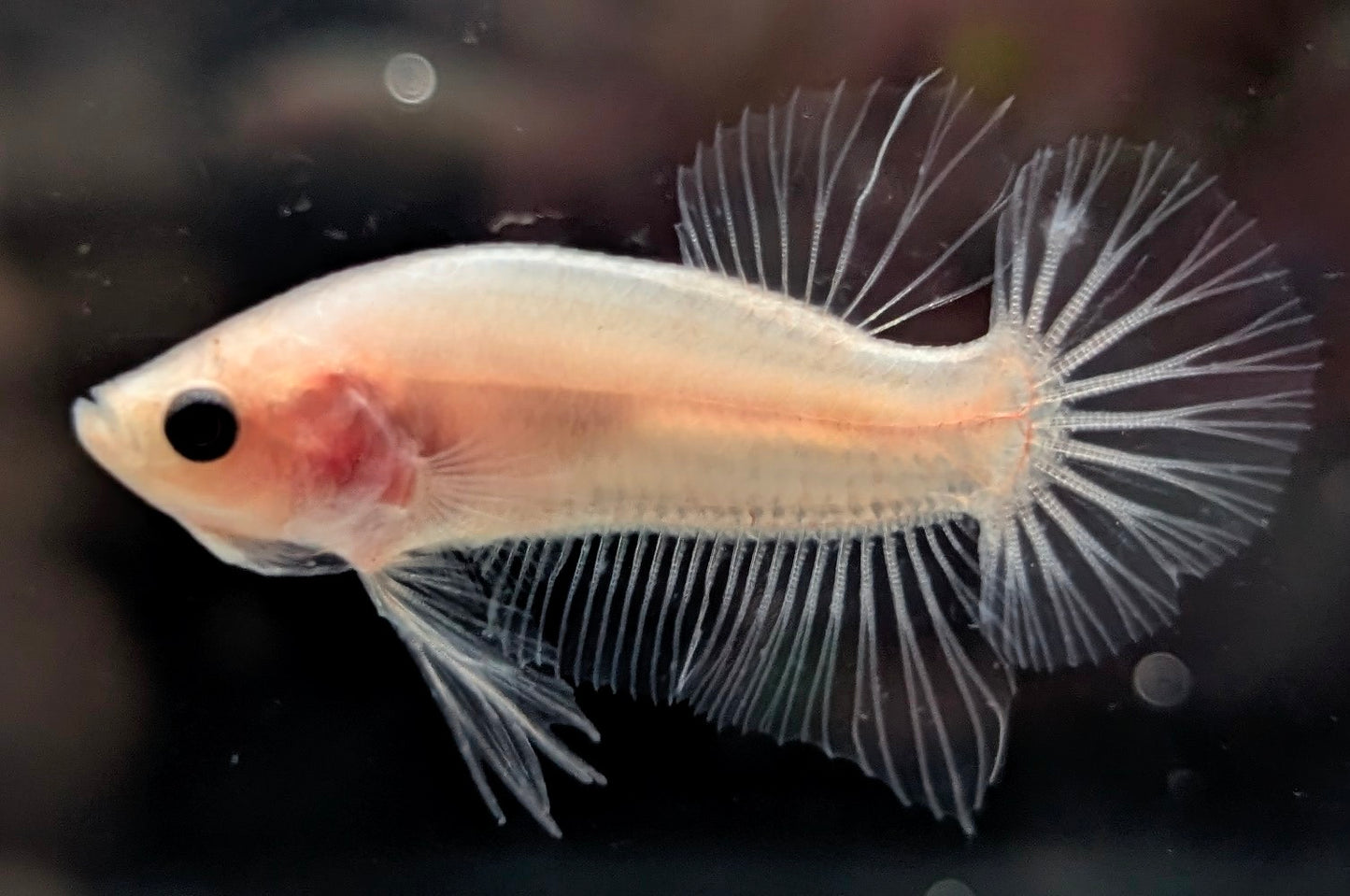 Cellophane/clear male betta plakat fish