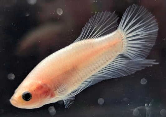 Cellophane/clear male betta plakat fish