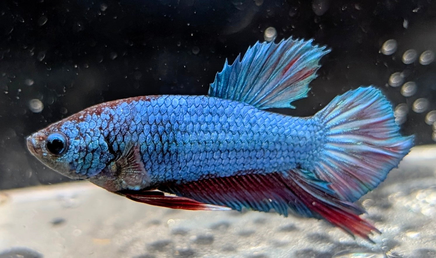 Blue male betta plakat fish