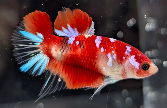 Red marbled male betta plakat fish