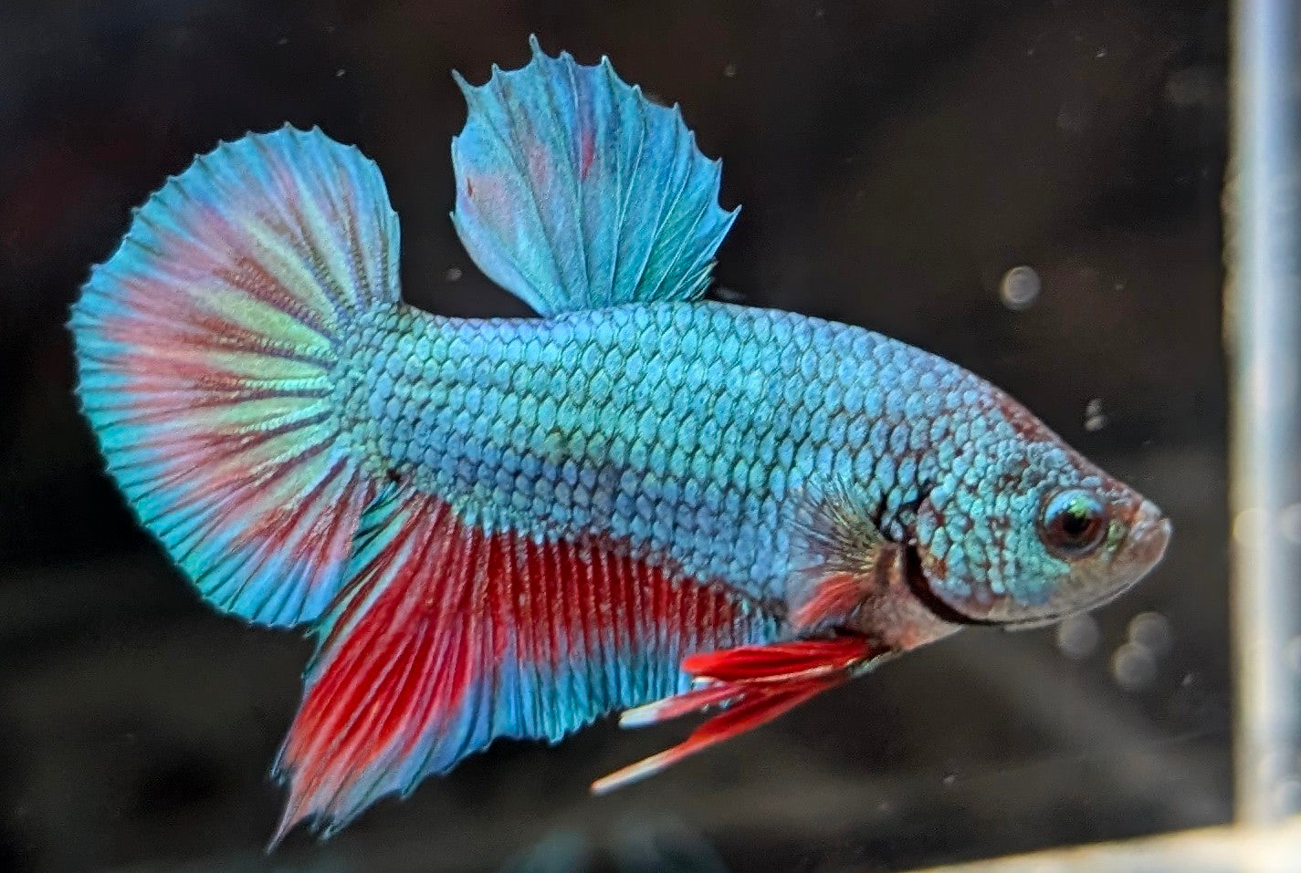 Blue male betta plakat fish