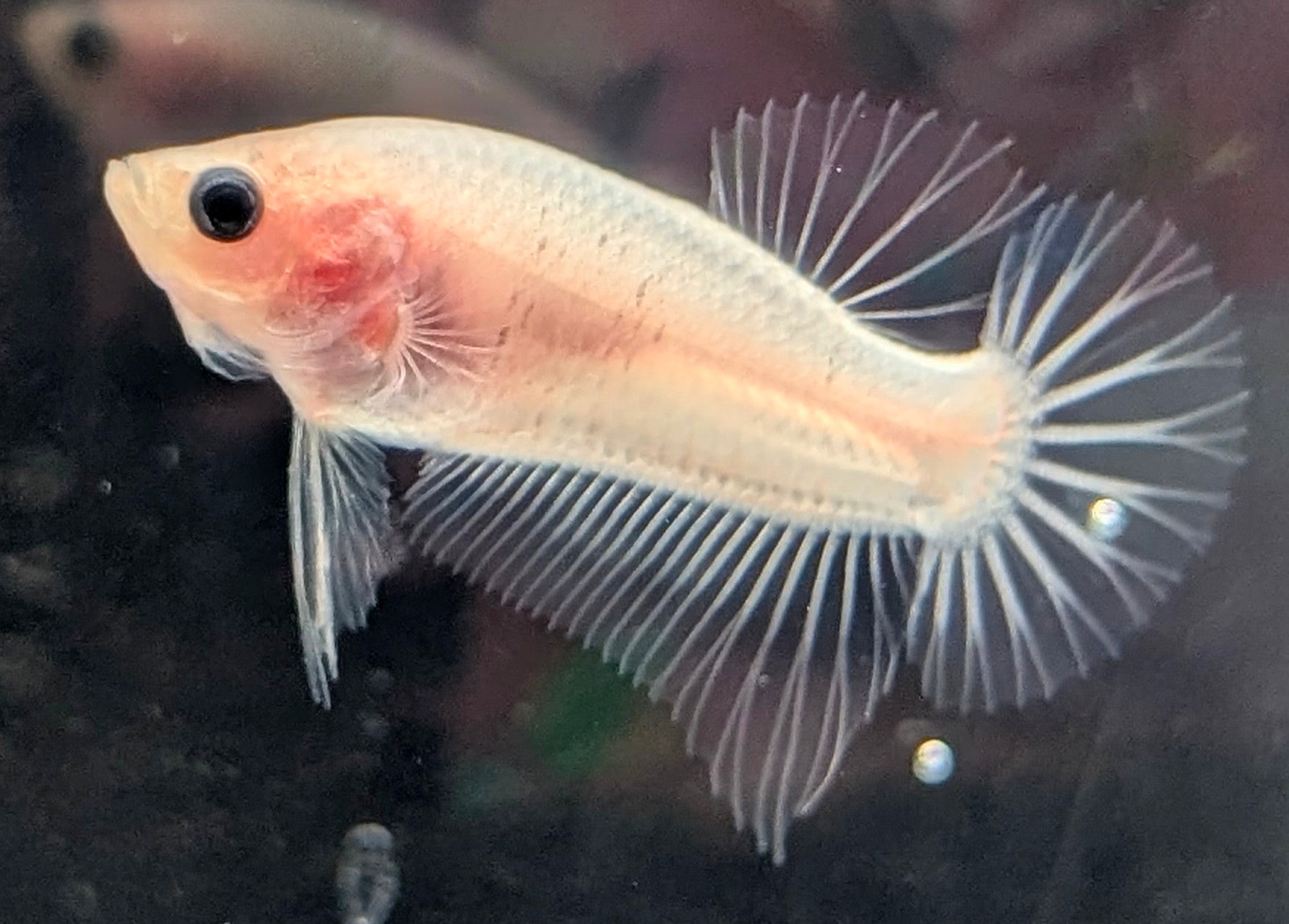 Cellophane/clear male betta plakat fish