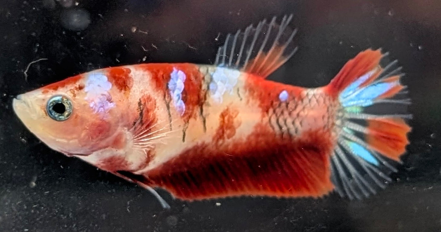 Red marbled female betta plakat fish