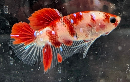 Red marbled male betta plakat fish