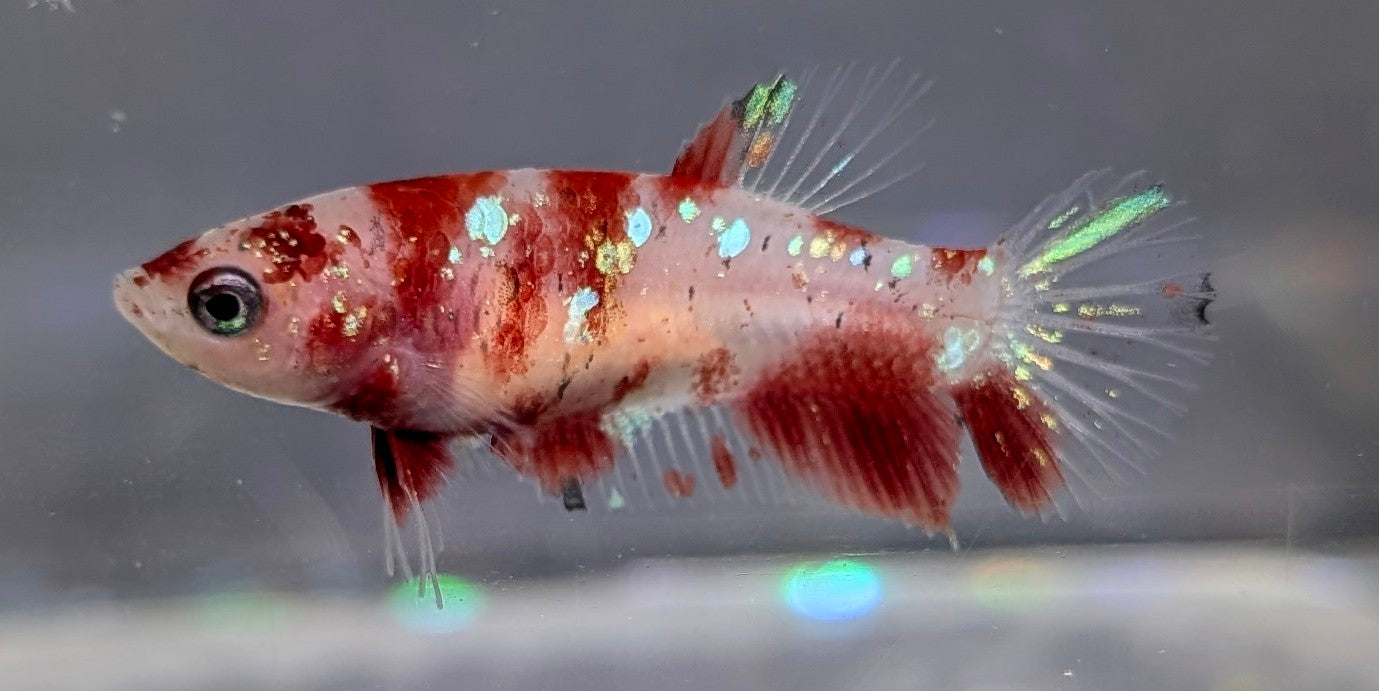 Red marbled female betta plakat fish