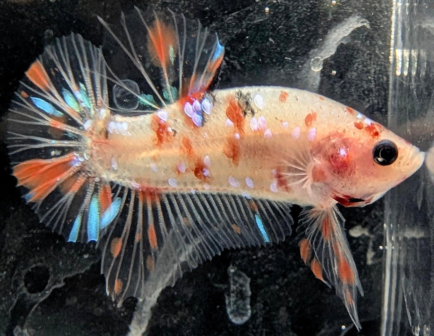 Cellophane/clear male betta plakat fish with sparse colorful scales